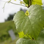 Couette-café Weingut Buschenschank Schneiderannerl Gleinstätten