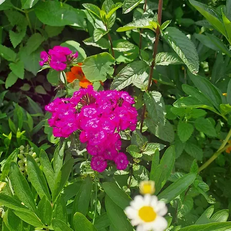 Weingut Buschenschank Schneiderannerl 3* Gleinstätten