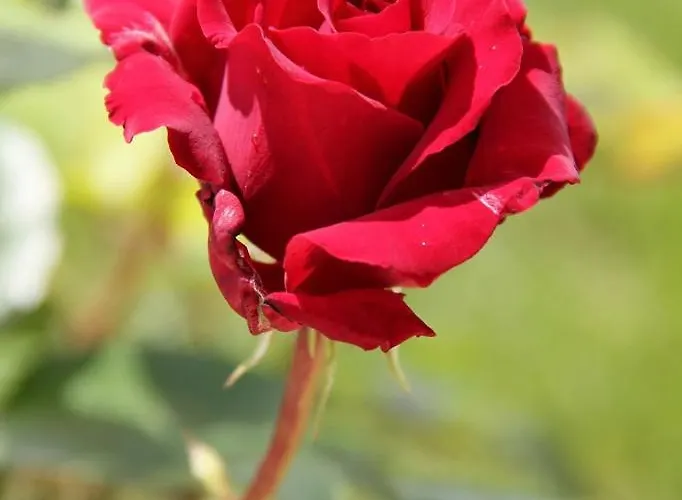 Weingut Buschenschank Schneiderannerl فندق مبيت وإفطار