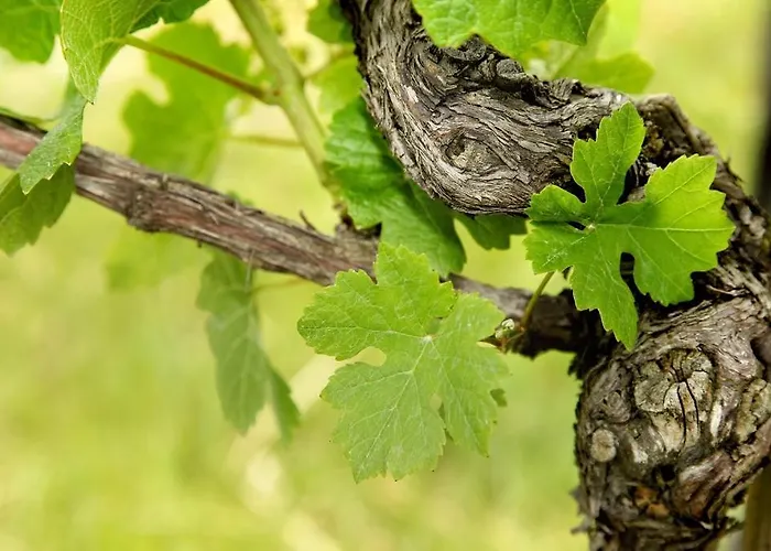 فندق مبيت وإفطار Weingut Buschenschank Schneiderannerl 3*