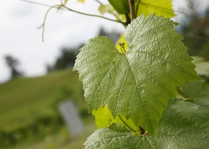 فندق مبيت وإفطار Weingut Buschenschank Schneiderannerl Gleinstätten