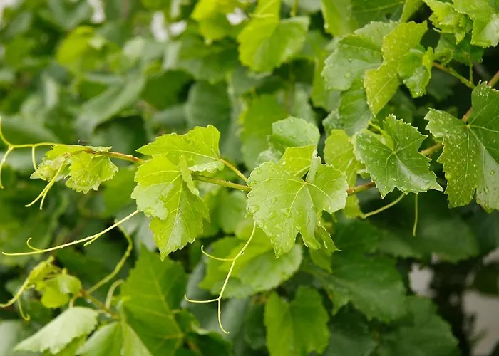 فندق مبيت وإفطار Weingut Buschenschank Schneiderannerl