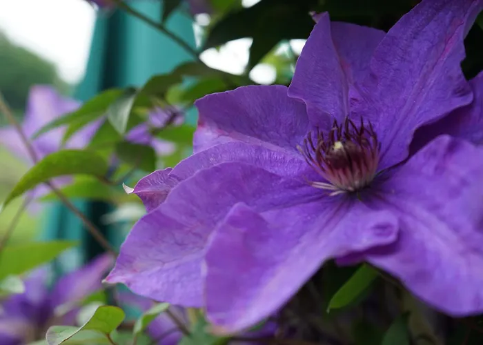 Weingut Buschenschank Schneiderannerl فندق مبيت وإفطار 3*